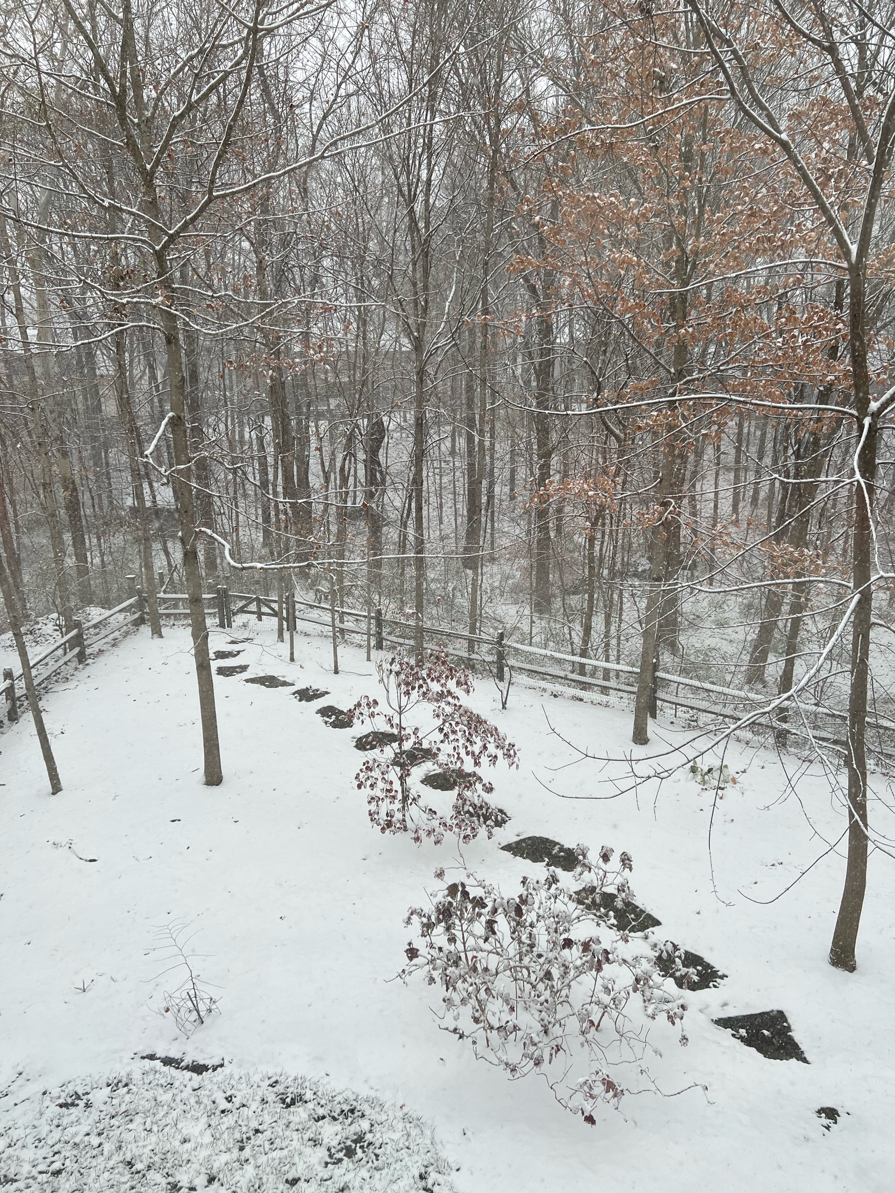 Our wooded backyard covered in a tracking snow.