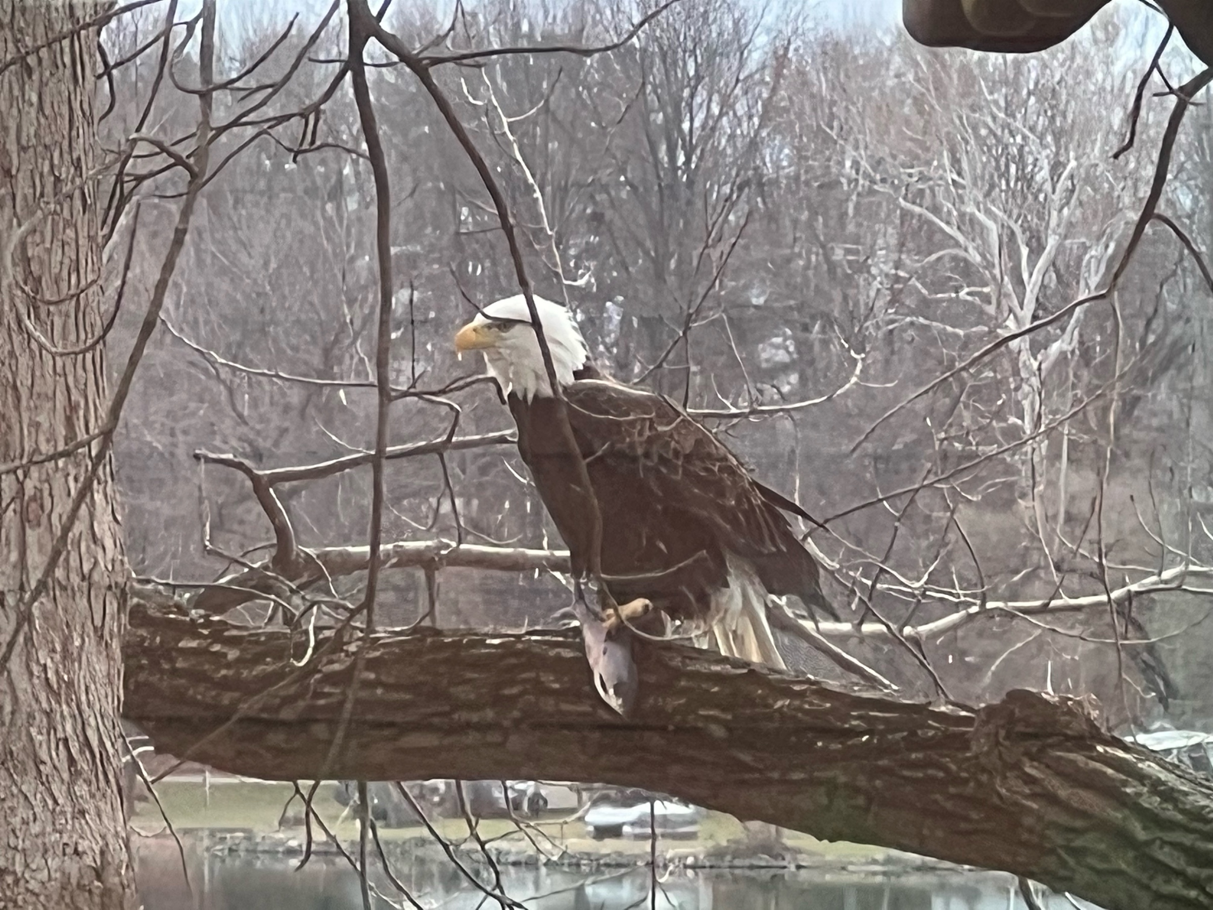 a bald eagle perched on a tree limb with a fish in its talons