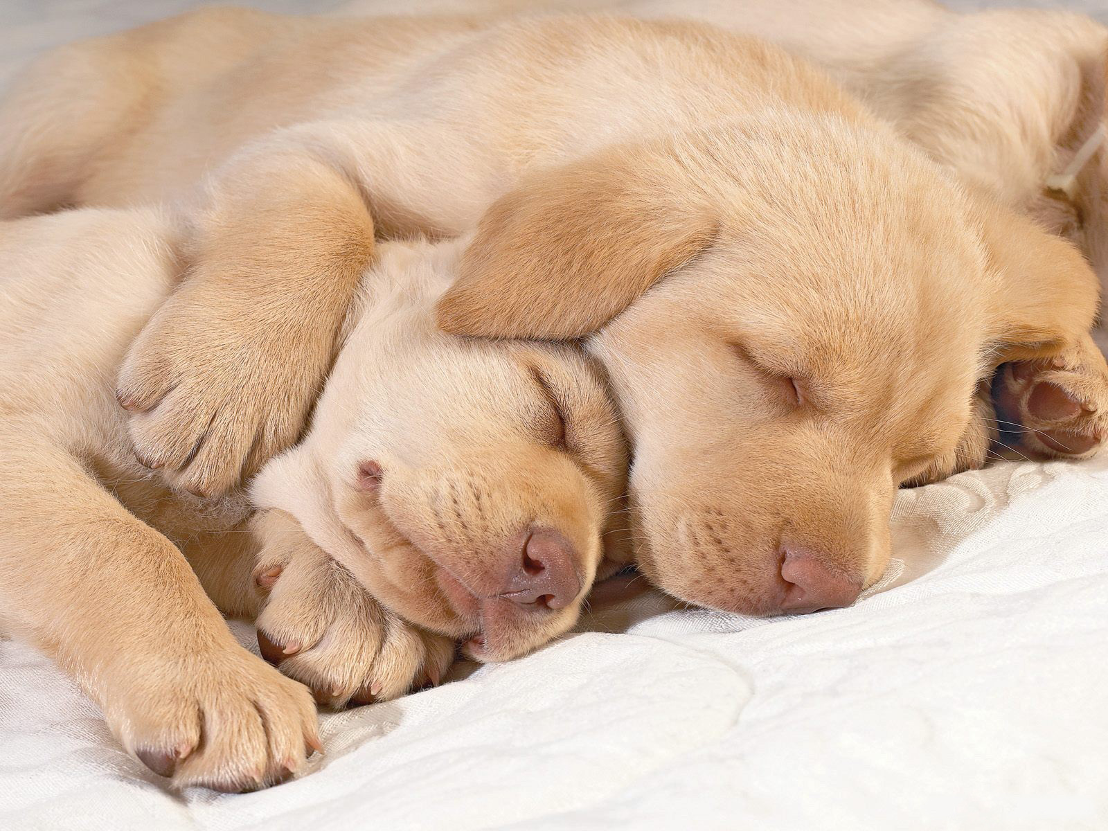 Two sleeping puppies cuddling each other.