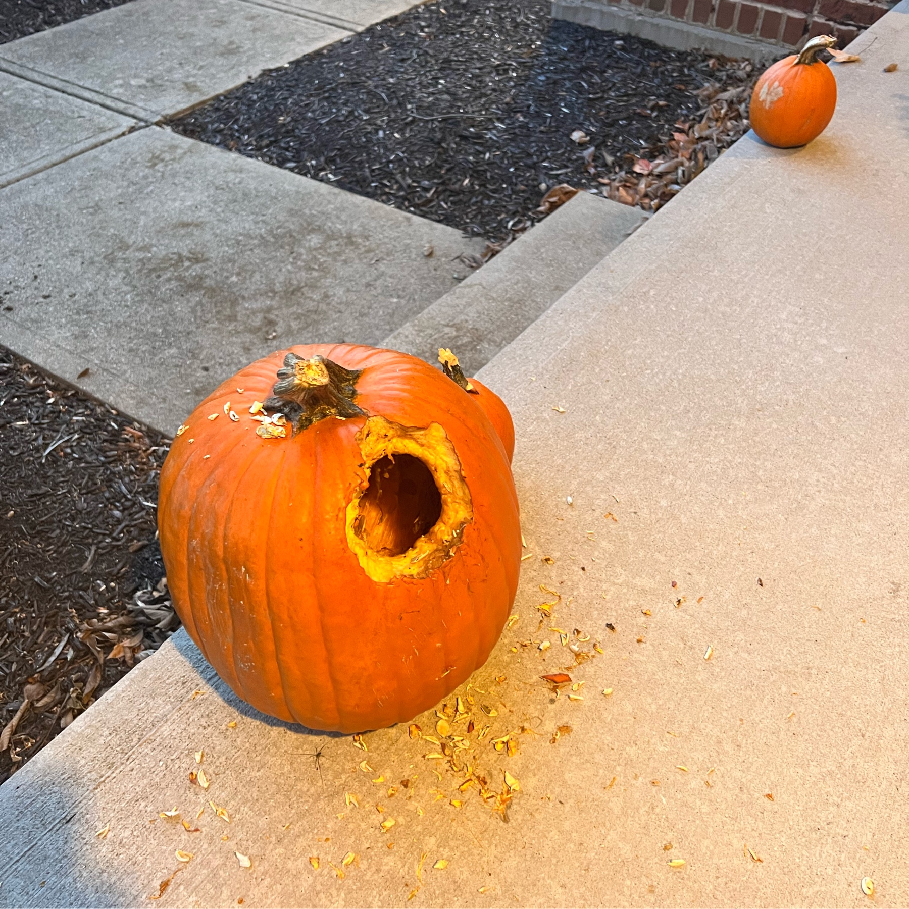 A large pumpkin sitting on a porch with a squirrel-size hole thats been gnawwed into it. The shells of pumpkin seeds litter the ground surounding the pumpkin.
