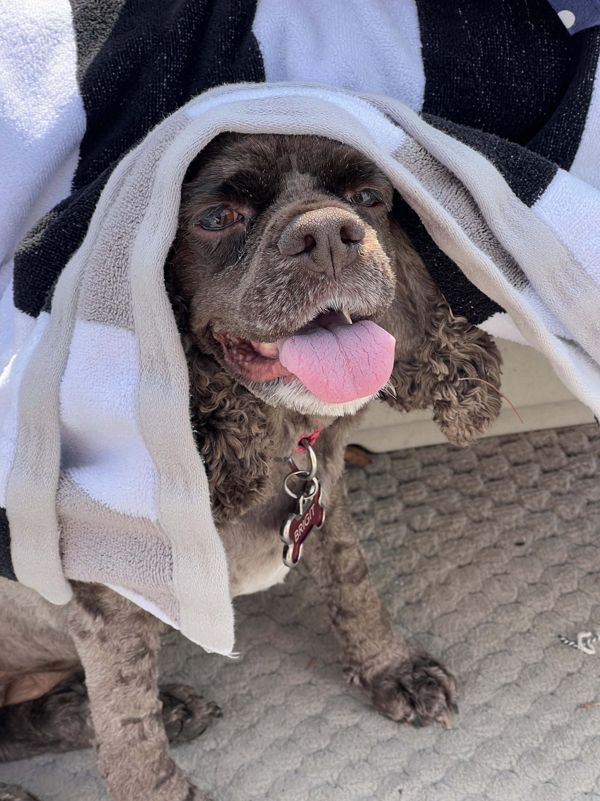 A photo of Brigit (a chocolate brown Cocker Spaniel) sticking her head out from under a towel.