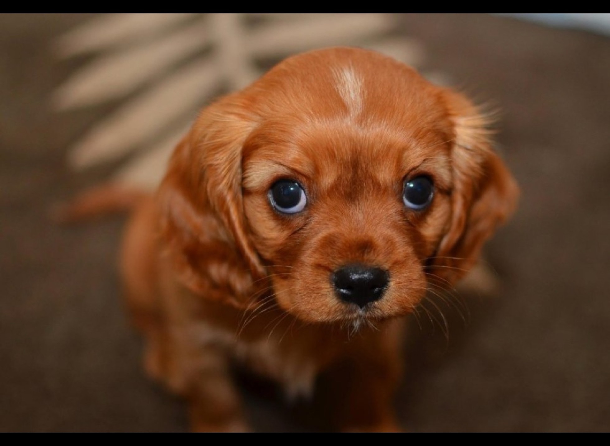 This is literally the photo that came up when I searched for “cutest puppy ever”.